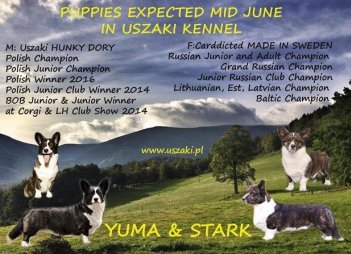 4ac50925d541aa7e2c000710abedbcfa_351