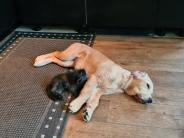 4b3f751ace4618b30846d93edb96924e_184x138_fill