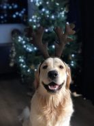 4b7ef7d7de6384dad82436dcd018fd38_138x184_fill