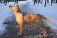 4ba45d9bf6d4f65429a61d155ca0b391_194