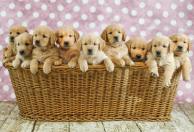 4baaa559423387f8d4d45dad1aa114d9_194