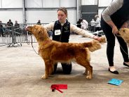 4c04c838a94876348dd9159b080cdbd3_184x138_fill