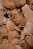 4c099c92b28e703fb30d16681f25a159_130x195_fill