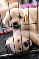 4c16d9643ad64163bbc32b8a96a519f5_130x195