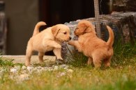 4c6e9c17ecebcec0bc25914755315aa5_195x130_fill