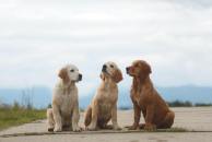 4ce83df872e2c91538da7f1efee54819_194