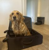 4d3506d77f9a9262b340e5beec0098fa_158x161