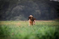 4d5a5ab3b103f3bea6a2c45c8ca7aded_195