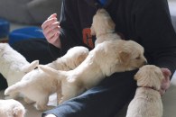 4da6e322224ce20f47d16801fefc1f14_195x130_fill