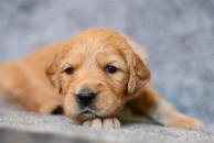 4e3bca51c07dcaac60ef5feb5090a4b9_194