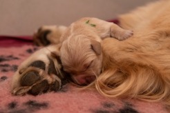 4e6efcb21376cb4d4eb47063acd6de74_246