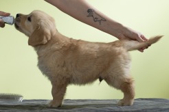 4f11dd95c222401b374f3956f678d73a_246