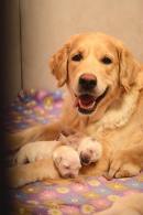 4f26f59ff6dd69c19d0b46800037f301_130x195