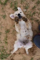 4f990db76941622f5039d02b4da34ff1_130x194