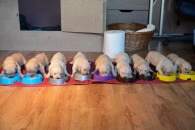 51a370f3f4661cf5933bce3c6683cf15_195