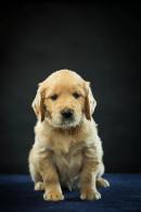 520957337fc29254117def2ca7da3547_130x195