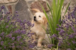 526c28ab5e313818b0a1554175dc4f94_246