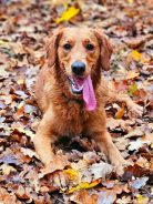 528b90b8441df5a4da669e84192aee9f_138x184_fill