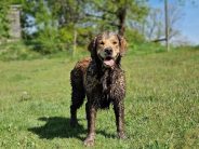 529169b306d0da8d6125fc88a7361fd4_184x138_fill