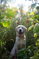 52ae9bb7bc24543c2478d504c64032da_130x195_fill