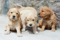 52c754c6d96b0bf71e8f71bb0112cd22_195