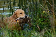 52fe5d89a2f93013113f3be0a24625de_195