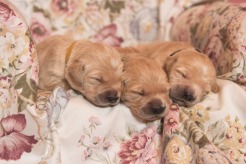 532b350ef98e2eb450c89e97cc250141_246