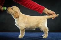 536dcbe744f91890f281ac8c49d993b9_194