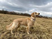 5404d223a02776f53b6a2b4220315995_184x138_fill