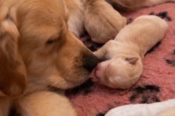 540af169ca8eded4c78720306e69eb47_246