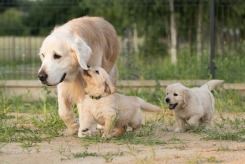 543a2280b1d3f77e0640a059af2ef5f9_245