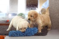 545b04d9c9f2c999dd257f09cf7b2209_195x130_fill