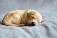 556aaee768f10aadfe658c6e2f795e44_195x130_fill