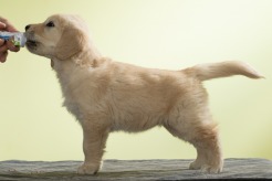 55f4da51e354310ec94ccab0b6380ad2_246