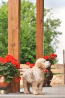 5631c65890cda251ea802f30920b0032_130x195