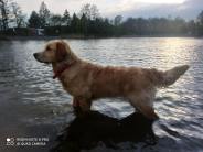 564892f70d1c592d91639dc6d376f4e7_184x138_fill