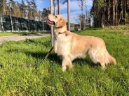 56e99dbf16e075ae20fc4f04a78f110b_184x138_fill