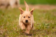 574f2354c97913a6653c47f6857421d7_195x130_fill