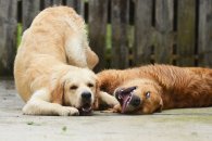 5793b77c69a8c70464d351d97d041272_195