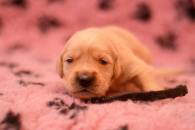 57bd3d8dcab5c17d2c561ed73effd203_195x130_fill