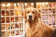 580b73f42accbfcd49cea03b7a59c370_194