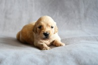 58545566024a38051513d1e1257ae3e8_195x130_fill