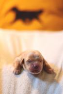 5909a80346cfb1d9f64568224bb90248_130x194