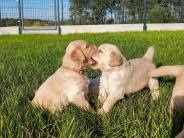 594a2aaea0a6084c524944da4802db61_184x138_fill