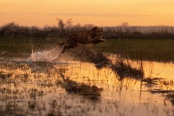 598276e41378423d4fe6a7ba5bce5065_195