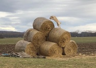 599743832f1788295dfdbb5c0273e4f1_188