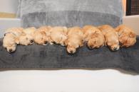 599954f4385fa650b54f65b77c0157bd_195x130_fill