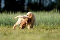 59ed412a76080096281a4fc1ee3ca854_195x130_fill