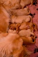 5a50fdd3d2a55e99fa93b971c71cc7b6_130x194