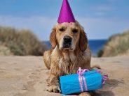 5a54f3f37ebfb67f221b64d766ecdb06_184x138_fill